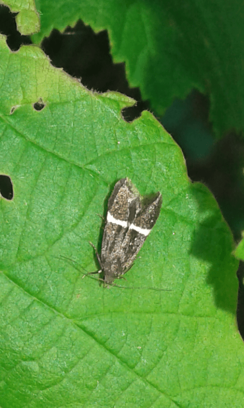 Gelechiidae?